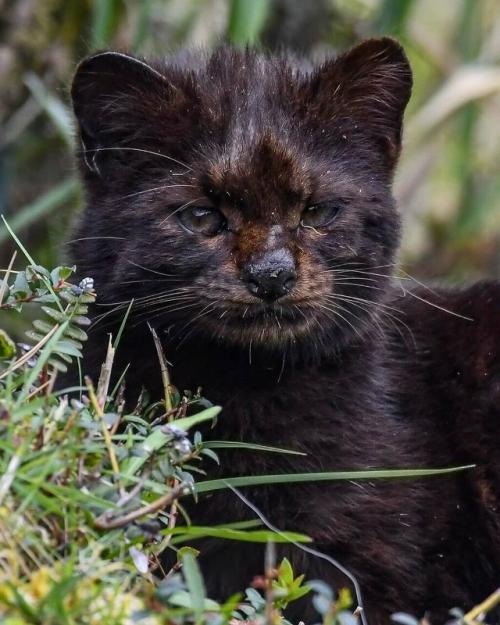 Знакомьтесь: это кодкод, самая крошечная дикая кошка в обеих Америках, которую также называют гуиньей. 04