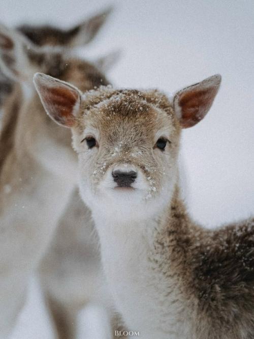 Фотограф Робин юте запечатлел оленят, которые выглядят так, будто их только что аккуратно посыпали снегом для красоты. 

