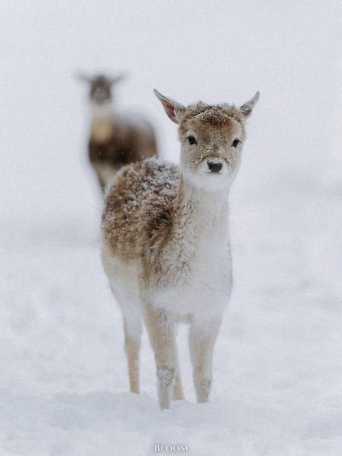 Фотограф Робин юте запечатлел оленят, которые выглядят так, будто их только что аккуратно посыпали снегом для красоты. 01