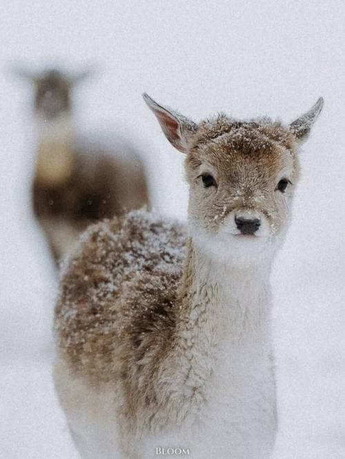 Фотограф Робин юте запечатлел оленят, которые выглядят так, будто их только что аккуратно посыпали снегом для красоты. 04