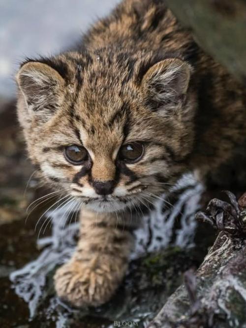 Фотограф дикой природы Эдуардо минте хесс пару лет назад поделился кадрами кодкода, он же гуинья. 01