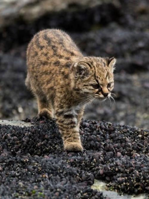 Фотограф дикой природы Эдуардо минте хесс пару лет назад поделился кадрами кодкода, он же гуинья. 02