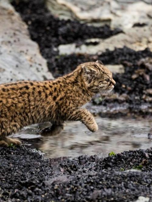 Фотограф дикой природы Эдуардо минте хесс пару лет назад поделился кадрами кодкода, он же гуинья. 04