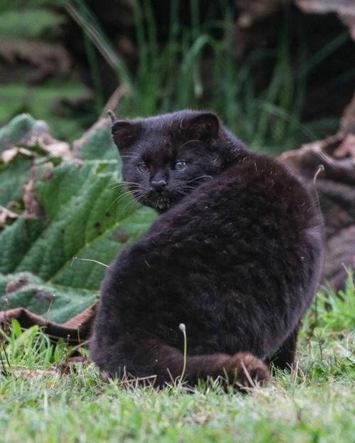 Знакомьтесь: это кодкод, самая крошечная дикая кошка в обеих Америках, которую также называют гуиньей. 01