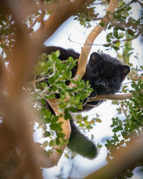 Знакомьтесь: это кодкод, самая крошечная дикая кошка в обеих Америках, которую также называют гуиньей. 05