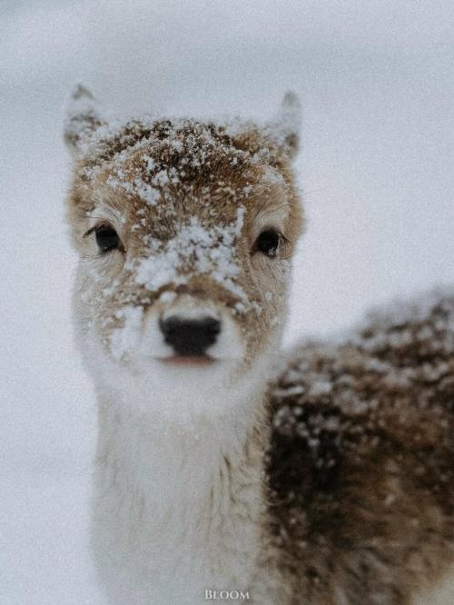 Фотограф Робин юте запечатлел оленят, которые выглядят так, будто их только что аккуратно посыпали снегом для красоты. 02