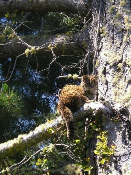 Фотограф дикой природы Эдуардо минте хесс пару лет назад поделился кадрами кодкода, он же гуинья. 05