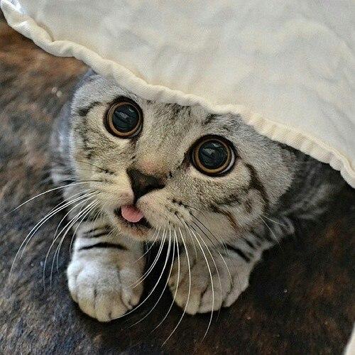 Кошки - манипуляторы.

Британские психологи выяснили, что домашние животные - в частности, кошки - являются великолепными манипуляторами.  