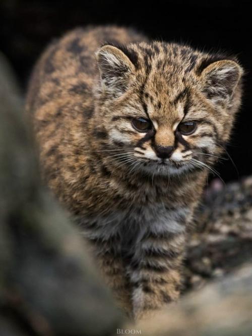 Фотограф дикой природы Эдуардо минте хесс пару лет назад поделился кадрами кодкода, он же гуинья. 03