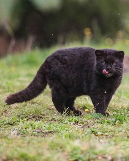 Знакомьтесь: это кодкод, самая крошечная дикая кошка в обеих Америках, которую также называют гуиньей.  