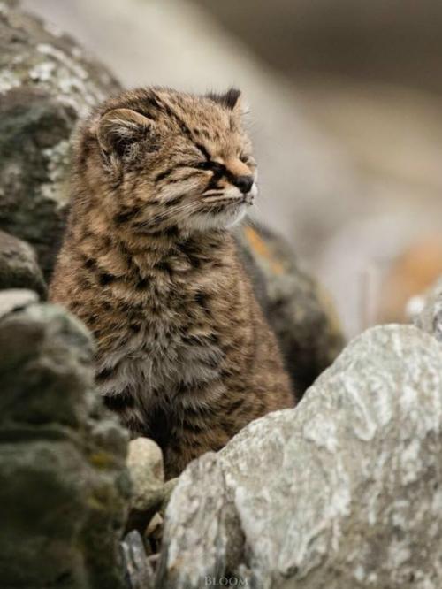 Фотограф дикой природы Эдуардо минте хесс пару лет назад поделился кадрами кодкода, он же гуинья. 06