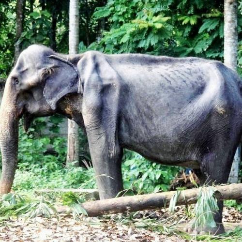 Забавный аттракцион для туристов. 02