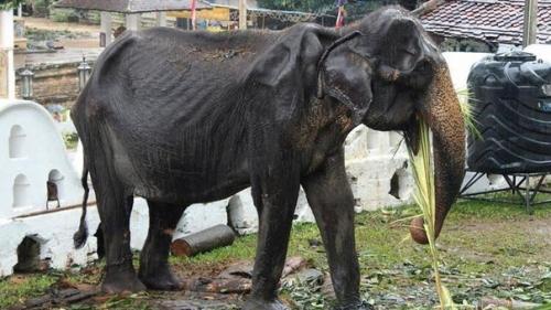 Забавный аттракцион для туристов. 01