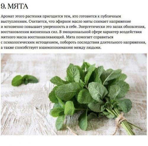 Аромакология подтверждает: запахи влияют на здоровье человека. 08 Аромакология подтверждает: запахи влияют на здоровье человека. 08