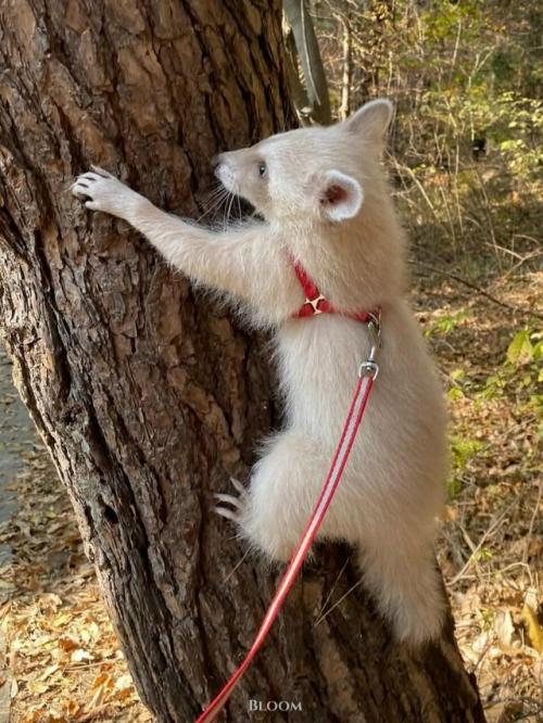 Это особенная девочка - енот по имени чесночок. 01