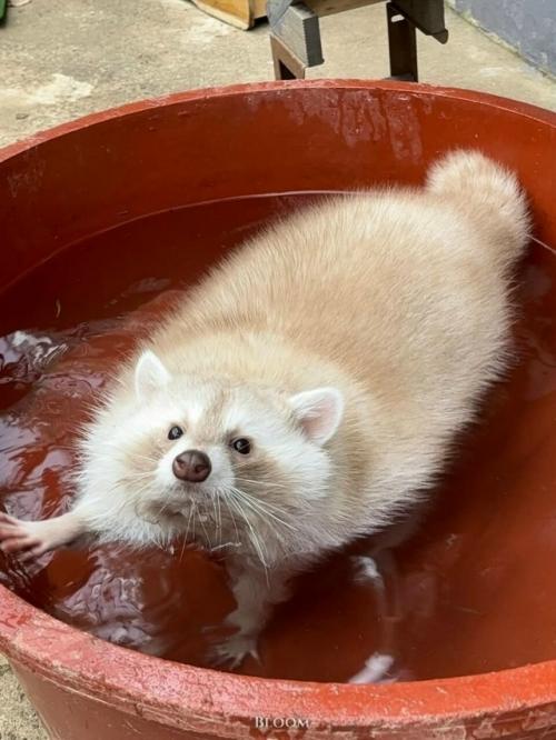 Это особенная девочка - енот по имени чесночок. 
