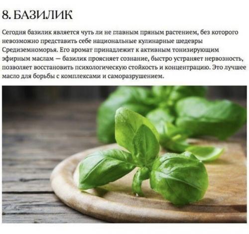 Аромакология подтверждает: запахи влияют на здоровье человека. 07 Аромакология подтверждает: запахи влияют на здоровье человека. 07