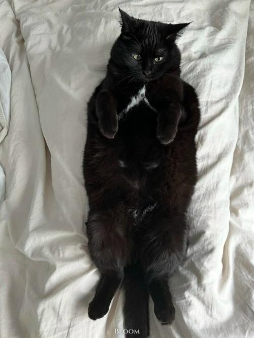 Мне Кажется, что у нас Самая Мемная Кошка с Идеальным Анимешным Косоглазием. 04