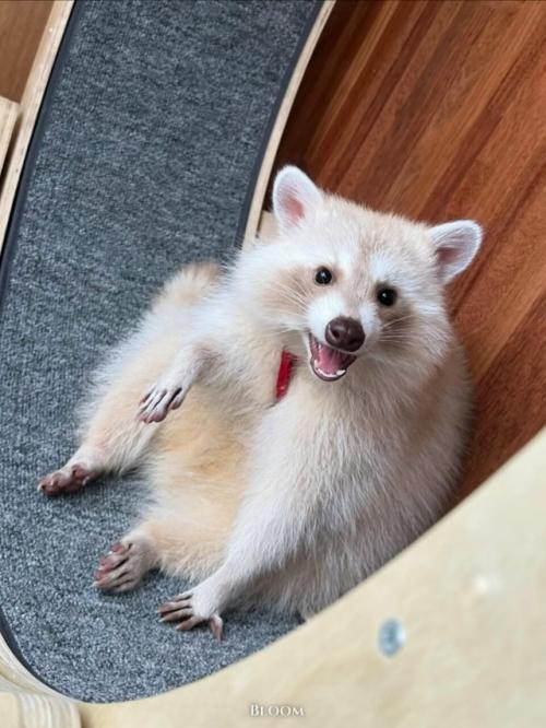 Это особенная девочка - енот по имени чесночок. 03