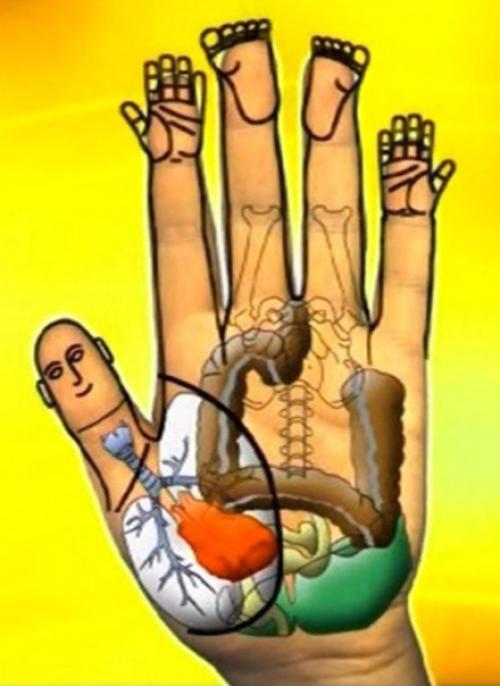 Су Джок - скорая помощь в любых ситуациях! 01 Су Джок - скорая помощь в любых ситуациях! 01