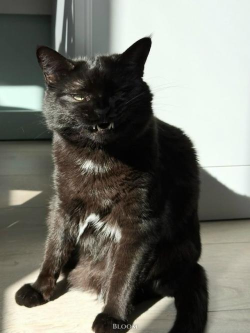 Мне Кажется, что у нас Самая Мемная Кошка с Идеальным Анимешным Косоглазием. 03