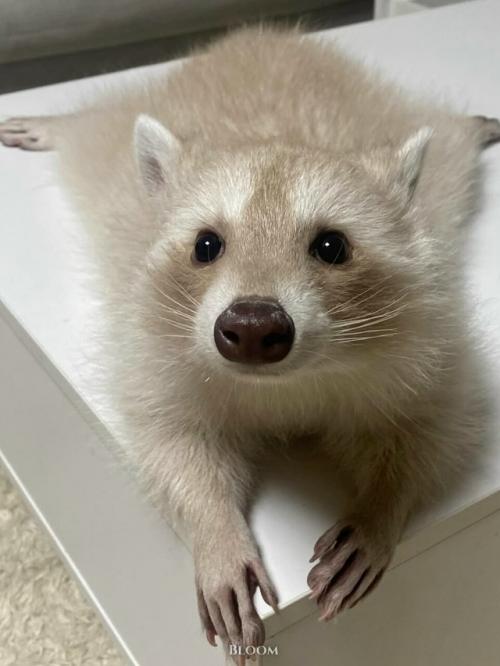 Это особенная девочка - енот по имени чесночок. 05