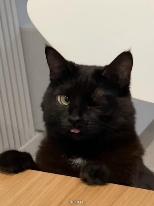 Мне Кажется, что у нас Самая Мемная Кошка с Идеальным Анимешным Косоглазием. 02