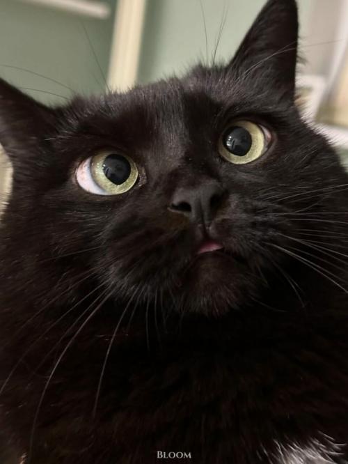 Мне Кажется, что у нас Самая Мемная Кошка с Идеальным Анимешным Косоглазием. 06