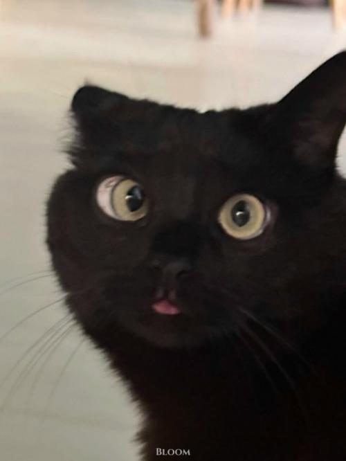 Мне Кажется, что у нас Самая Мемная Кошка с Идеальным Анимешным Косоглазием. 01