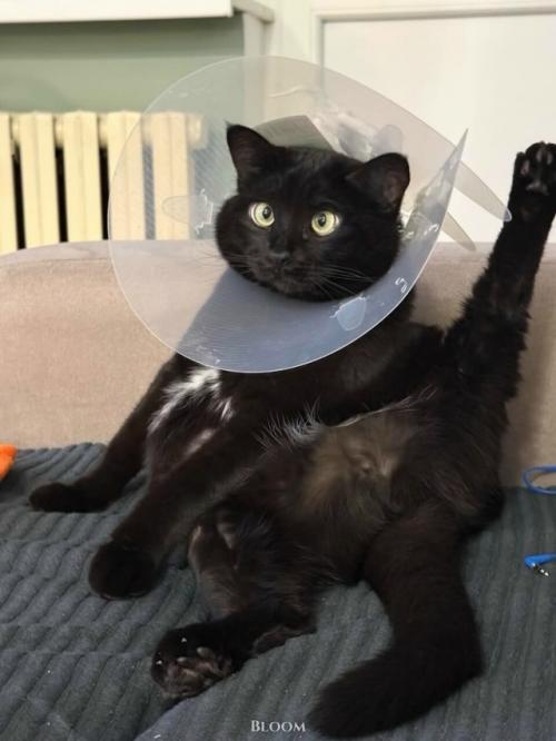 Мне Кажется, что у нас Самая Мемная Кошка с Идеальным Анимешным Косоглазием. 05