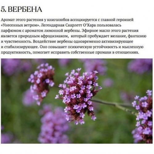 Аромакология подтверждает: запахи влияют на здоровье человека. 04 Аромакология подтверждает: запахи влияют на здоровье человека. 04