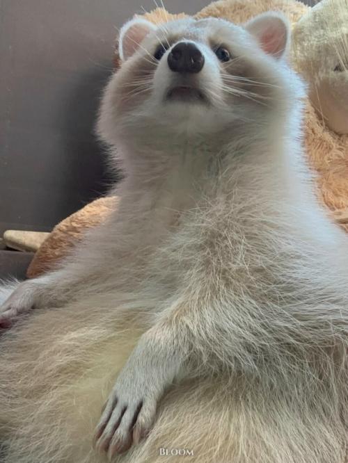 Это особенная девочка - енот по имени чесночок. 06