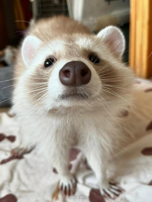 Это особенная девочка - енот по имени чесночок. 02