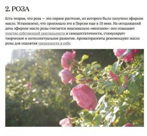 Аромакология подтверждает: запахи влияют на здоровье человека. 01 Аромакология подтверждает: запахи влияют на здоровье человека. 01