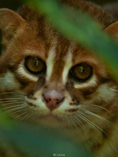Суматранская кошка - один из самых редких и, честно говоря, странных представителей кошачьих. 02