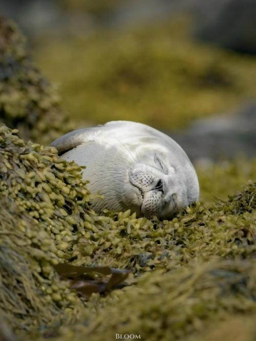 Есть ощущение, что тюлени знают про отдых какой-то секрет, о котором мы забыли. 01