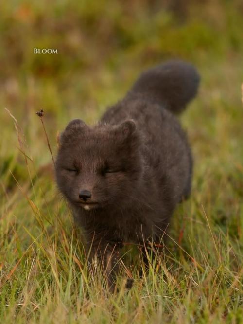 Мама мышку принесла - а это значит, что нужно срочно бежать со всех лапок и не упустить самое вкусное. 

