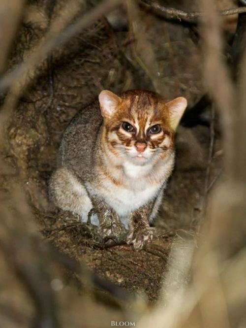 Суматранская кошка - один из самых редких и, честно говоря, странных представителей кошачьих. 04