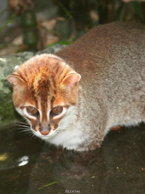 Суматранская кошка - один из самых редких и, честно говоря, странных представителей кошачьих. 06