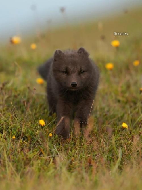 Мама мышку принесла - а это значит, что нужно срочно бежать со всех лапок и не упустить самое вкусное. 01