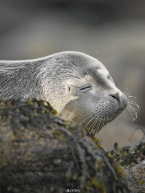 Есть ощущение, что тюлени знают про отдых какой-то секрет, о котором мы забыли. 04