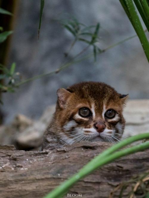 Суматранская кошка - один из самых редких и, честно говоря, странных представителей кошачьих. 05