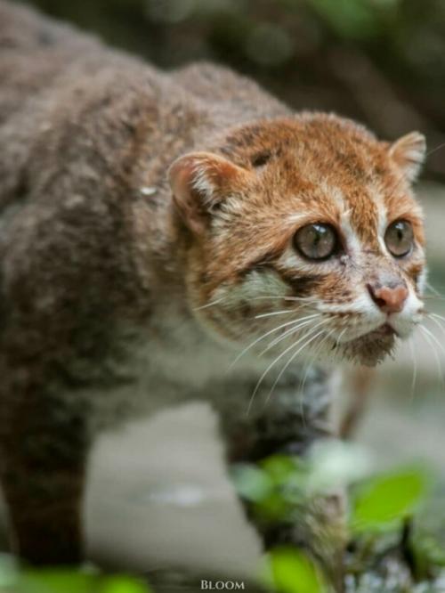 Суматранская кошка - один из самых редких и, честно говоря, странных представителей кошачьих. 09