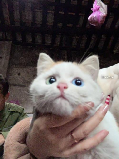 Когда нашел на улице бездомного ангела и привез его домой. 02