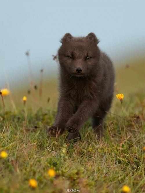 Мама мышку принесла - а это значит, что нужно срочно бежать со всех лапок и не упустить самое вкусное. 03