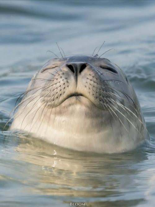 Есть ощущение, что тюлени знают про отдых какой-то секрет, о котором мы забыли. 07