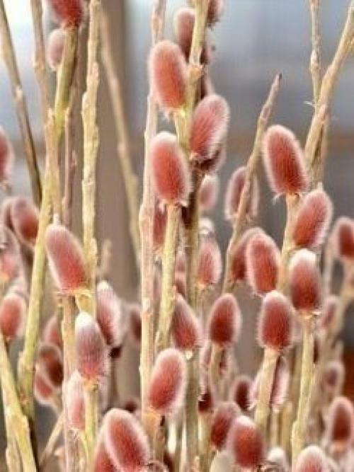 Вот она и пришла. 01