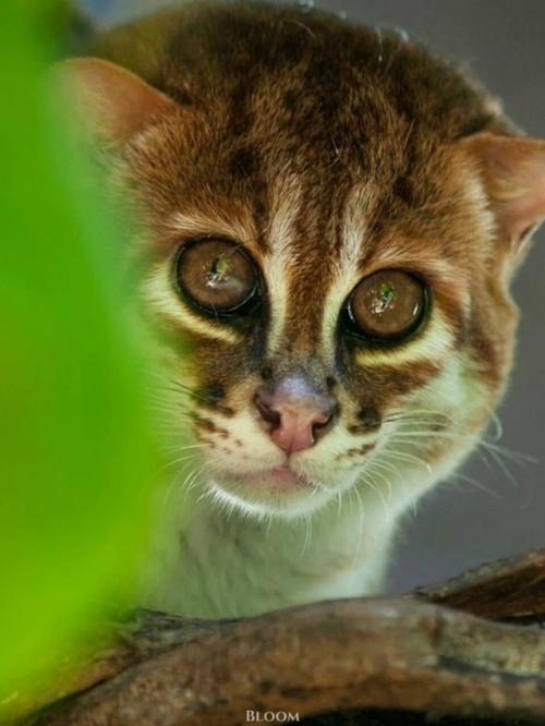 Суматранская кошка - один из самых редких и, честно говоря, странных представителей кошачьих. 03