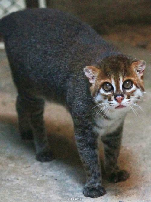 Суматранская кошка - один из самых редких и, честно говоря, странных представителей кошачьих. 08
