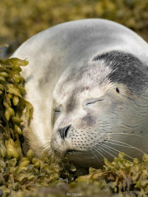 Есть ощущение, что тюлени знают про отдых какой-то секрет, о котором мы забыли. 03